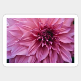 Impressive x dahlia botanical flower photograph Sticker